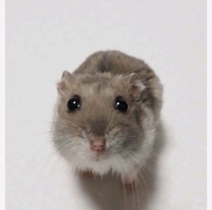 ВЫЗОВ МОЕГО ДВОЙНИКА