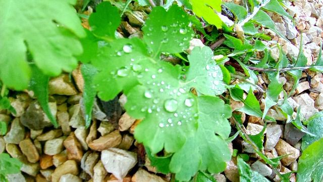 С КРАСНОЙ ГОРКОЙ, ВАС ДРУЗЬЯ!