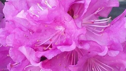 Рододендрон П.Дж.М. Элит