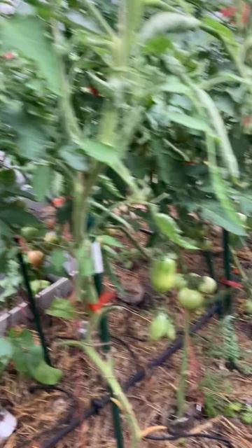 Июль 2023 год.