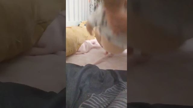 реборн лиля