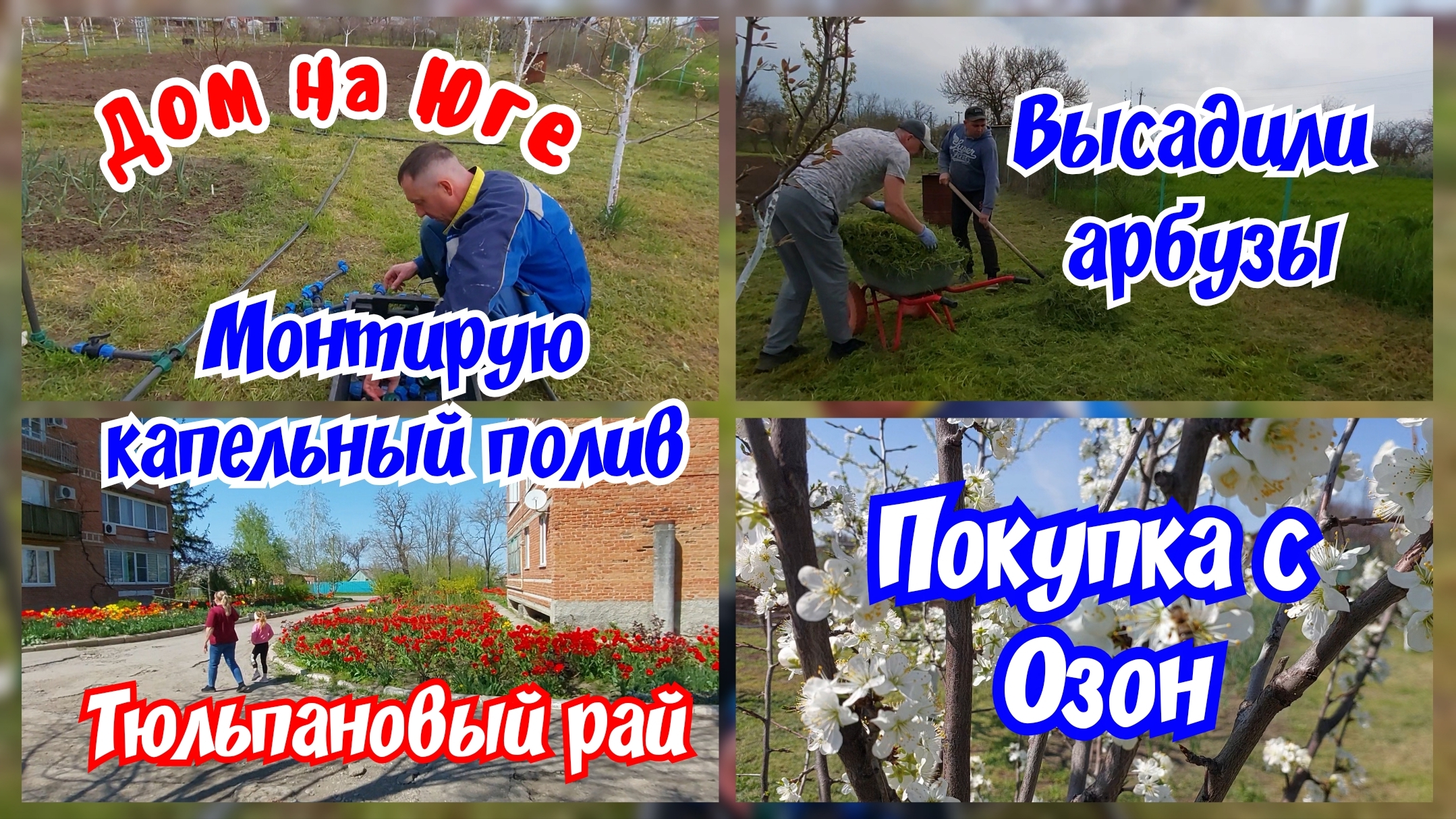 Высадили рассаду арбуза и дыни. Укореняю черенки винограда и инжира. Покупка с Озон.