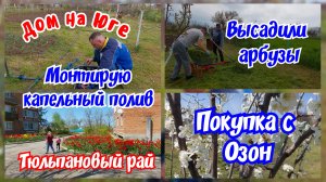 Высадили рассаду арбуза и дыни. Укореняю черенки винограда и инжира. Покупка с Озон.