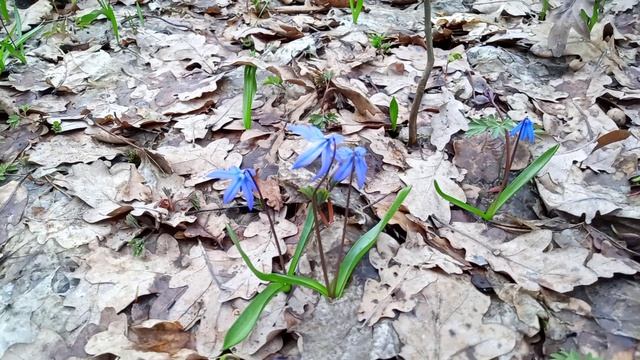 Очень много подснежников