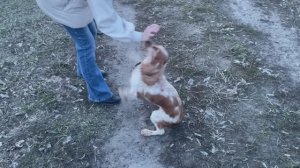 Наша Фиби на прогулке