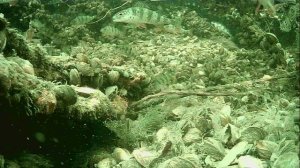 1000015293.mp4фВолга гл.2м.19.04.2026г.