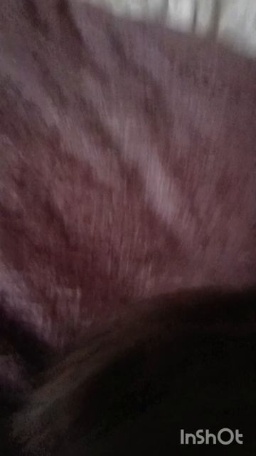 абсурд в коце бонус