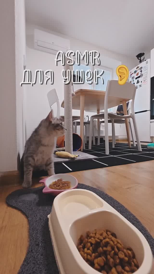 Сергей и Алиса | История двух сердец | Мисти | Обед пушистой малышки