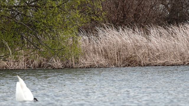 Белый Лебедь на озере