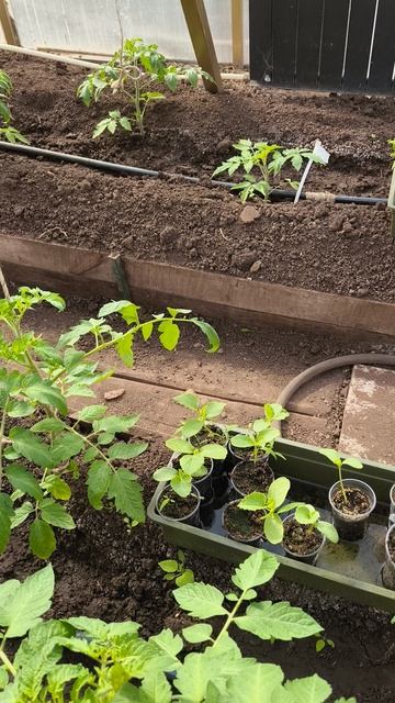 19 апреля #теплица #дача #садоводничество #огород #уходзатеплицей