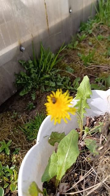 первые одуванчики и первые голодные пчёлы