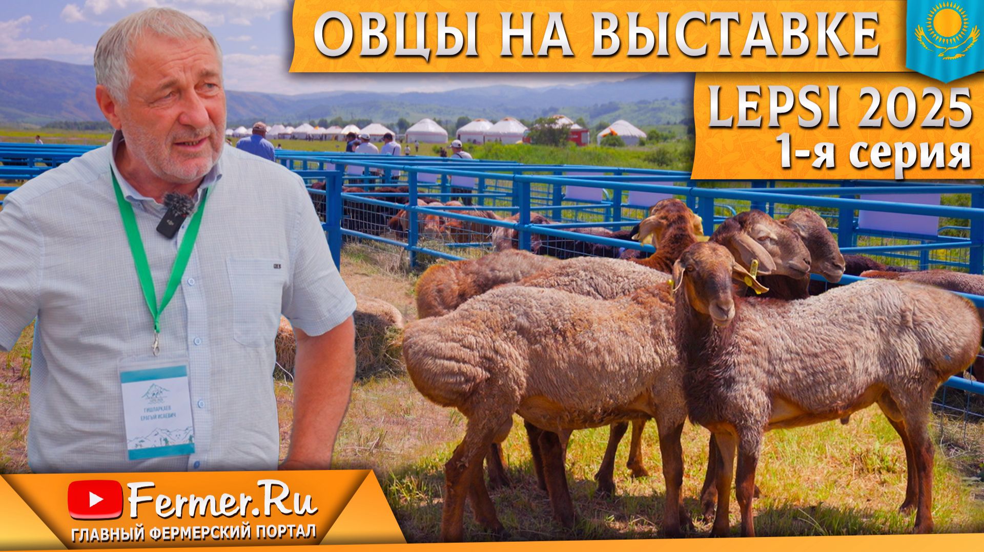 Мясные породы овец: суффолк, дорпер и мериноландшафт, эдильбай на выставке по животноводству Lepsi