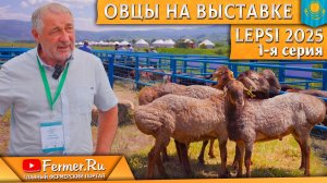 Мясные породы овец: суффолк, дорпер и мериноландшафт, эдильбай на выставке по животноводству Lepsi