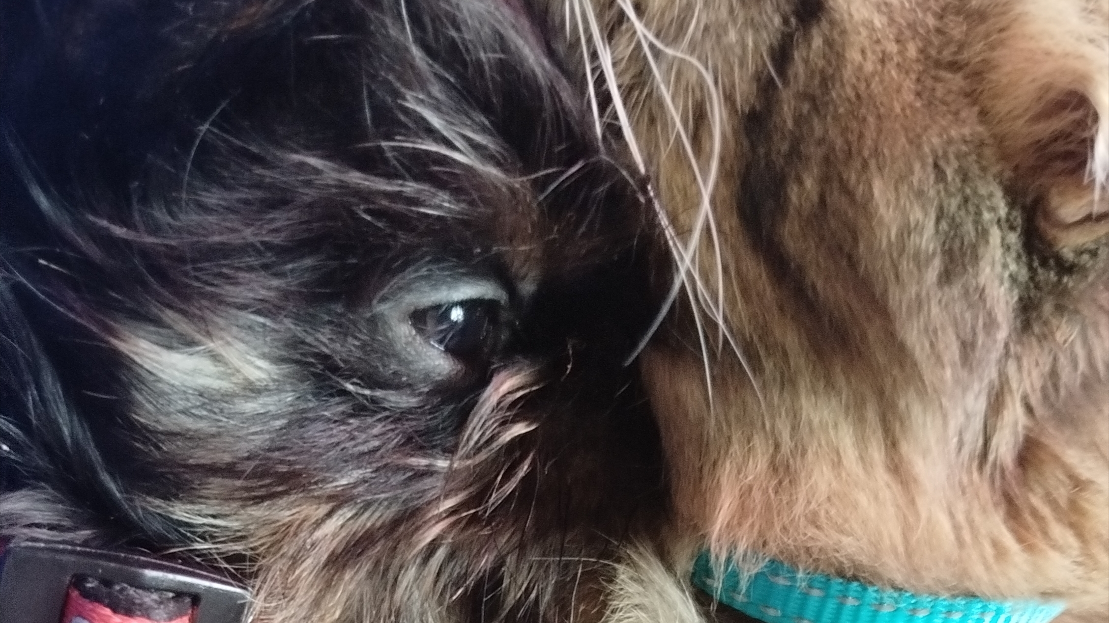 Мои любимки. 19-04-2026