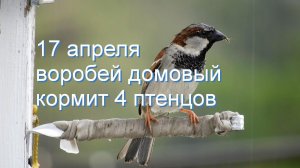 18 апреля - воробьи домовые кормят 4 птенчиков