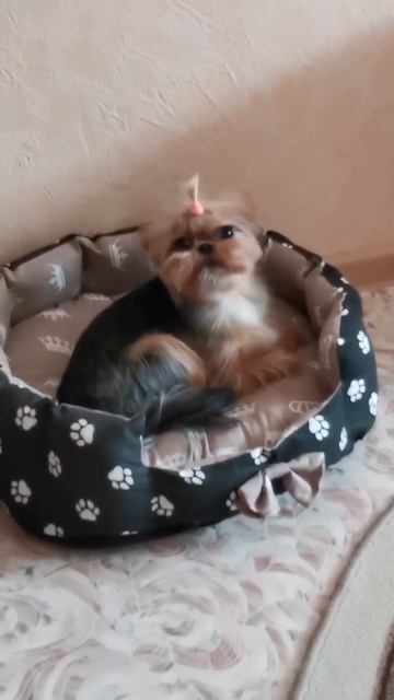 Мой Йорк Йоркширский терьер 🐾🐾