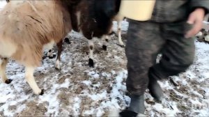 Родился новый ягненок 🐑