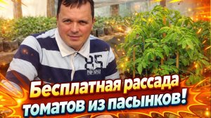 Делаем много бесплатной рассады томатов из пасынков.