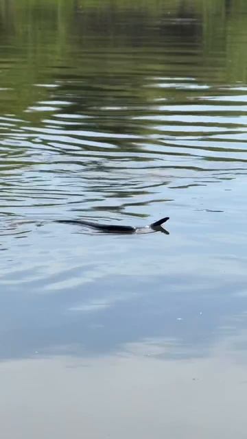 Уральская одиссея - 43 день