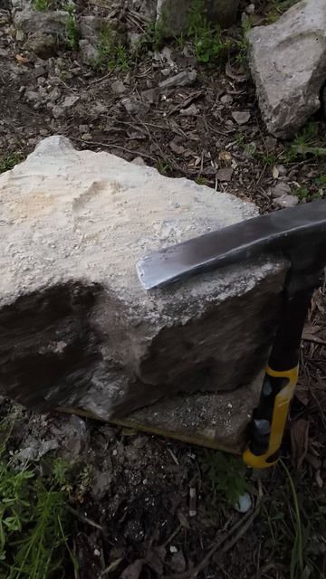 Препарация Campanile Giganteum в поле Крым Эоцен Окаменелость