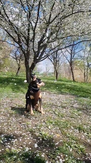 Весна🌸 #тойтерьер #русскийтой #riverflowinyou  #цветы #красивоевидео