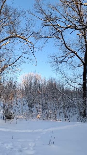 Зима в парке. 2026 г. 09