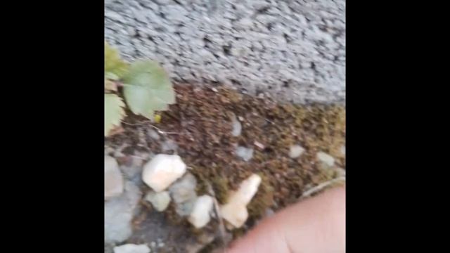 Семья лол 1 сезон 1 серия