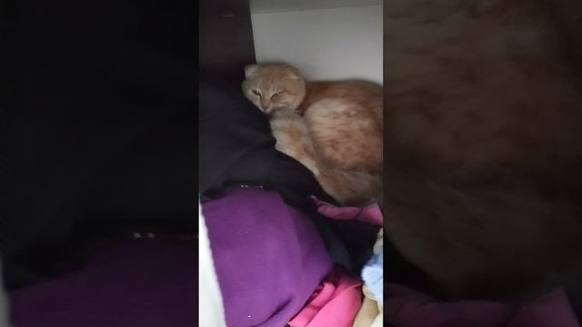 как найти клад дома |･ω･)