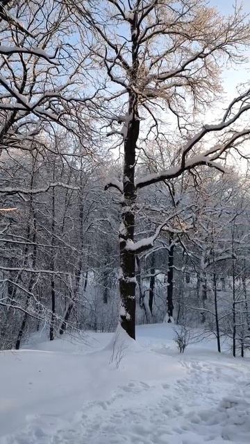 Зима в парке. 2026 г. 08