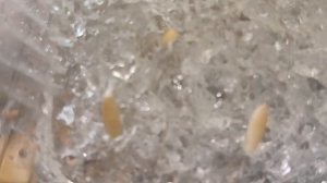 18.04
Посев для ранних огурчиков