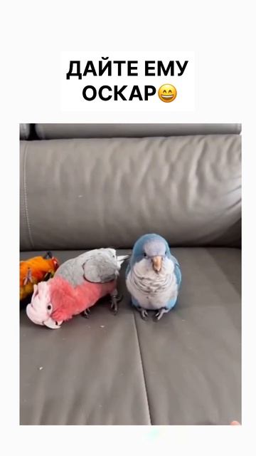 Драматичные попуги