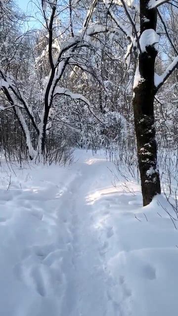 Зима в парке. 2026 г. 04