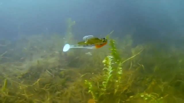 Бычок подкаменьщик