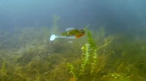 Бычок подкаменьщик