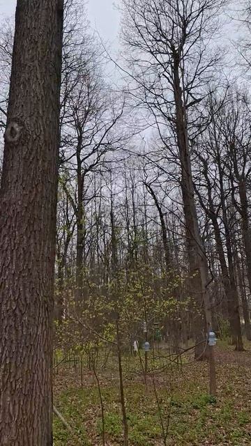 Дубовая роща