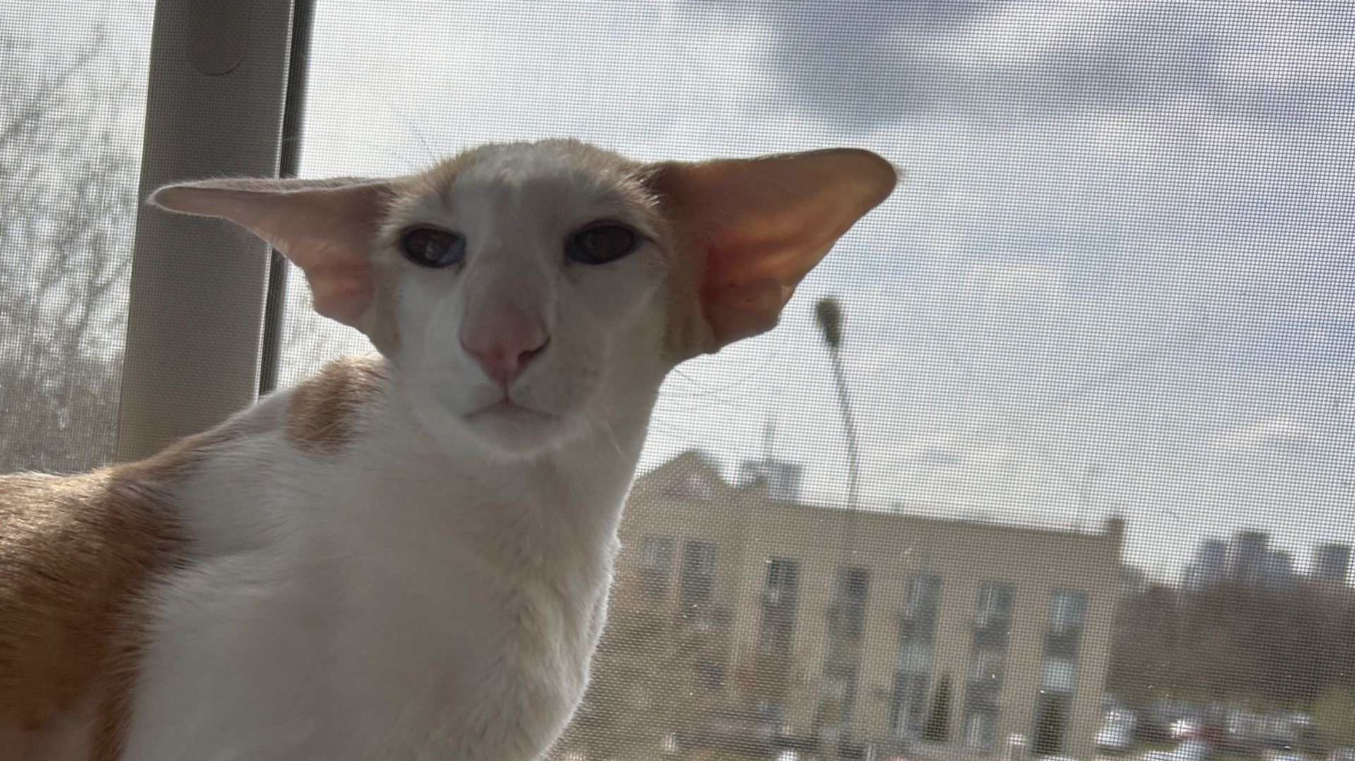 Ну отдай же