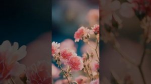 песня «ТЫ МОЯ»