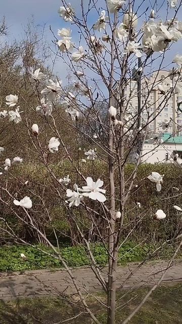 Магнолия, сакура в апреле