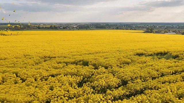 БАД Калиниград (ВВ_37)