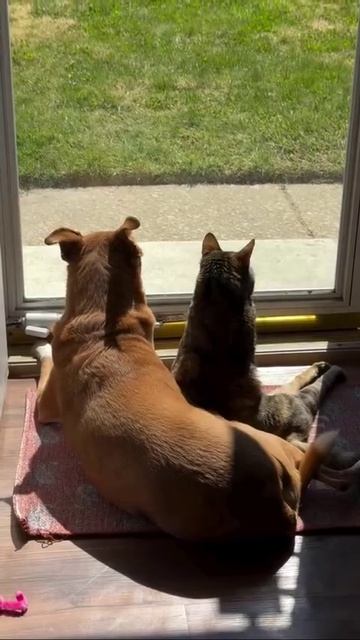 VID_20260419_123149_993.mp4