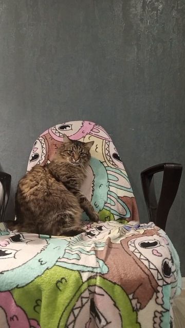 Альфа и Тима #мойпитомец #моипитомцы #кот #собачка #собакаикот