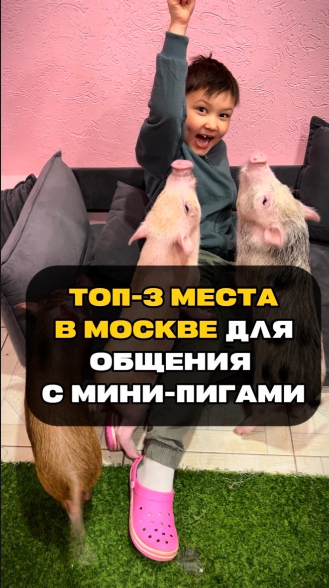 Лучшие места Москвы для общения с минипигами 🐷 | Москва | Минипиги | Мини-пиги