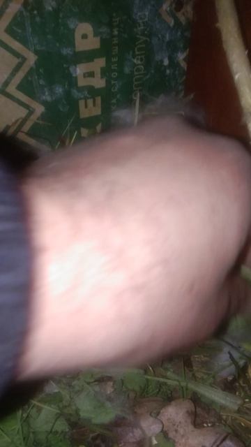 Крольчата на пятый день часть 5