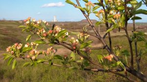 Аромат весны - 2026 _ Суходольск ЛНР _