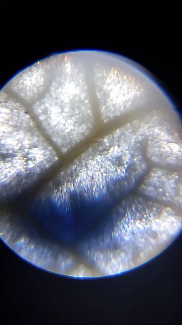 листик под микроскопом.