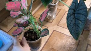 пересаживаю растения