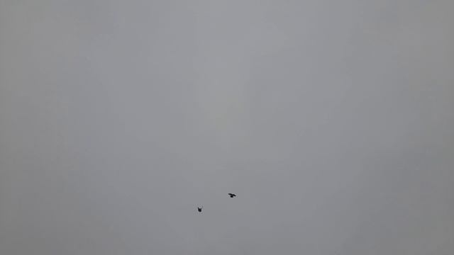 Николаевские голуби 19.04.2026 г