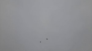 Николаевские голуби 19.04.2026 г