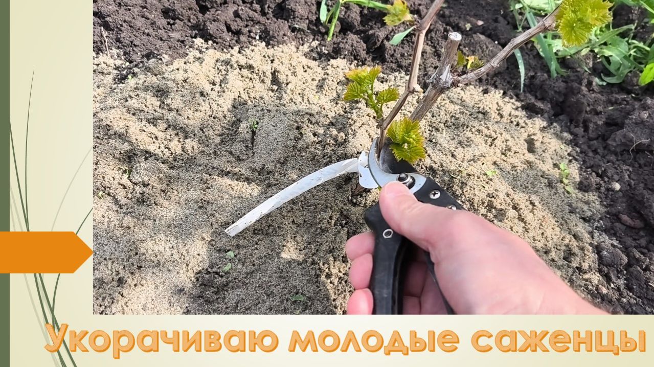 Важная обрезка молодых саженцев, убираю лишние ростки