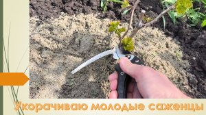 Важная обрезка молодых саженцев, убираю лишние ростки